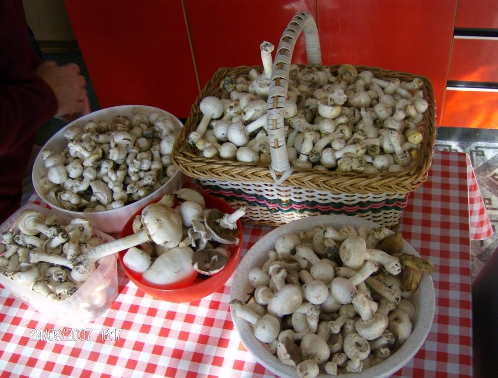 hubovica24092007.JPG